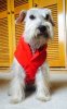 For Dogs