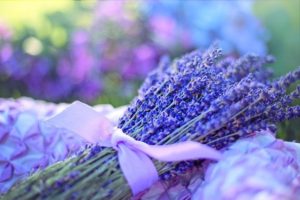 Lavender flowers