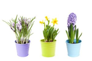 Potted bulbs