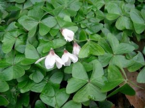 Shamrock plants