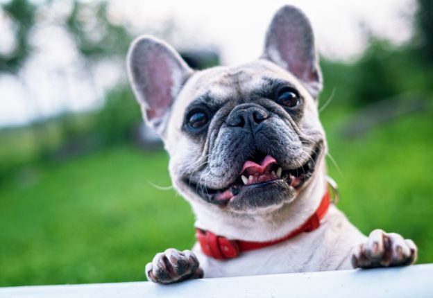 Activities That Will Keep Your Dog Happy and Healthy