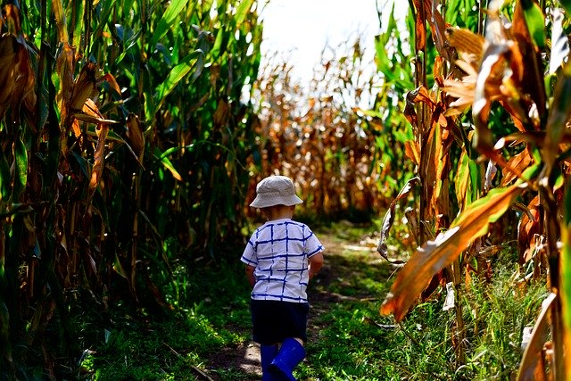 blog Corn Maze