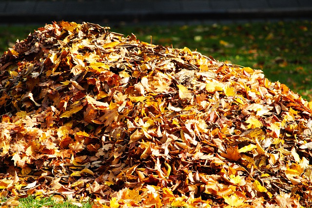 blog Leaf Pile