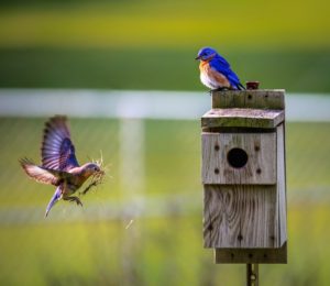 blog animals-avian-beaks-birdhouse-1156507