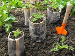 Earth Day Projects Seed Starter from Newspaper