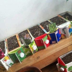 Earth Day Projects Juice Seed Starter