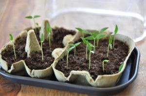 Earth Day Projects Milk Carton Seed Starter