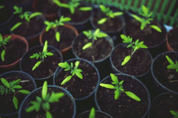 7 Best Earth Day Seed Starters