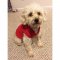 Big Feet Pajamas Red Fleece Hooded Sweater For Dogs